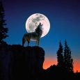 Why on Earth Do We Listen to Those Who Cry Wolf?